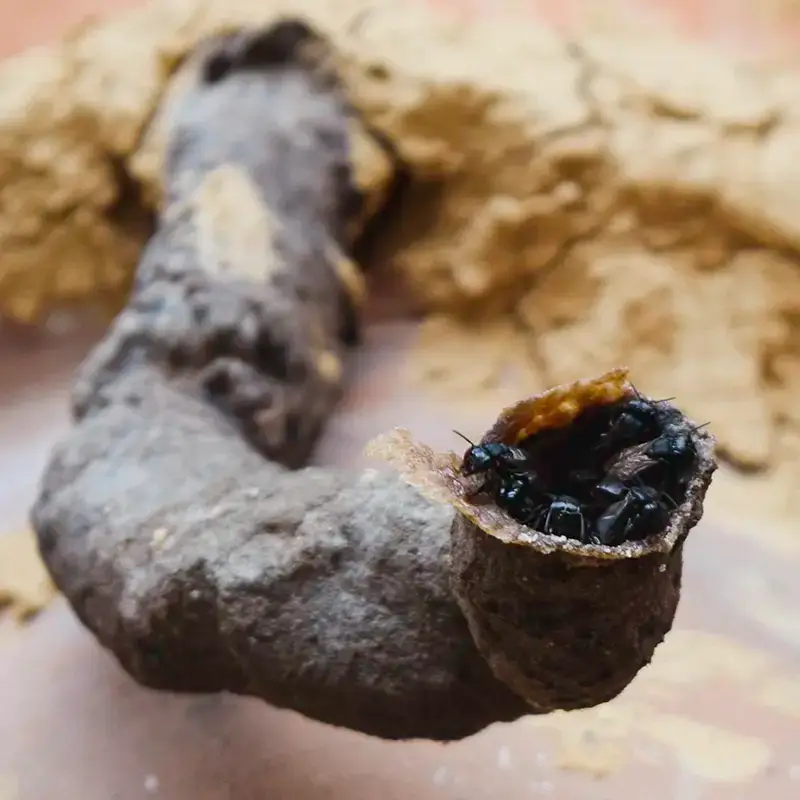 La trompeta de la miel melipona