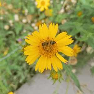 MIELes México y la miel de abeja: flor de andán (acahual), miel untable, tipo mantequilla