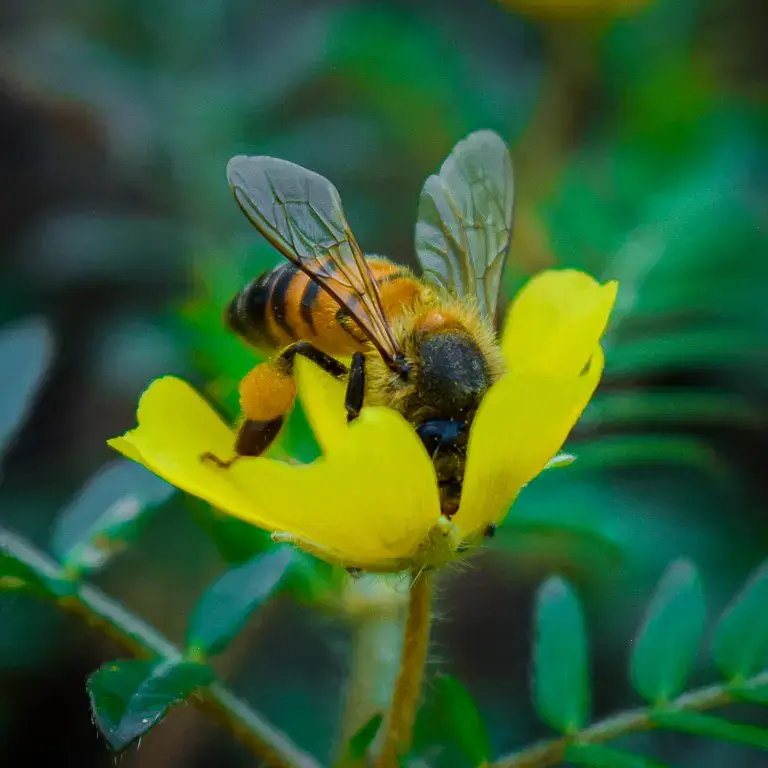Polen de abeja, un superalimento natural para tener una vida saludable