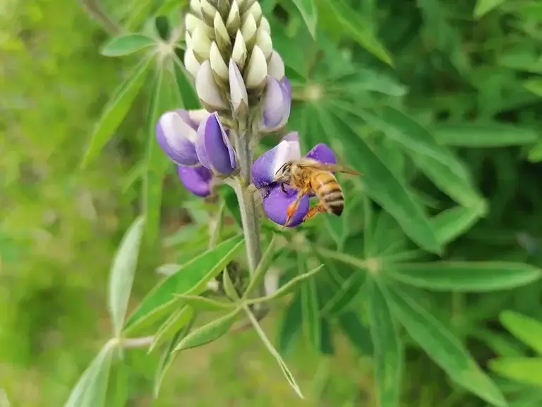 Tipos de miel, abeja consumiendo néctar en una flor