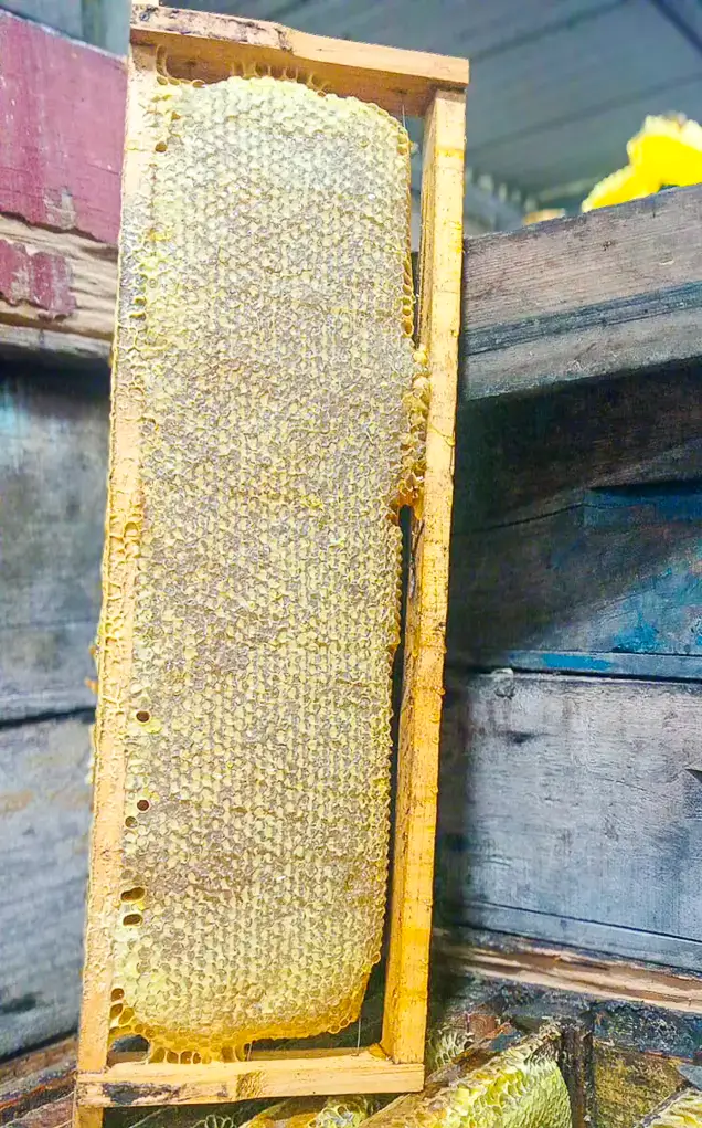 Miel de abeja en panal