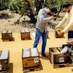 Efrén Ruiz Díaz, fundador de MIELes México, analizando miel de abeja monofloral