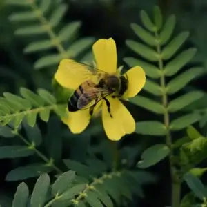 Abeja recolectando néctar para producir miel 100% natural